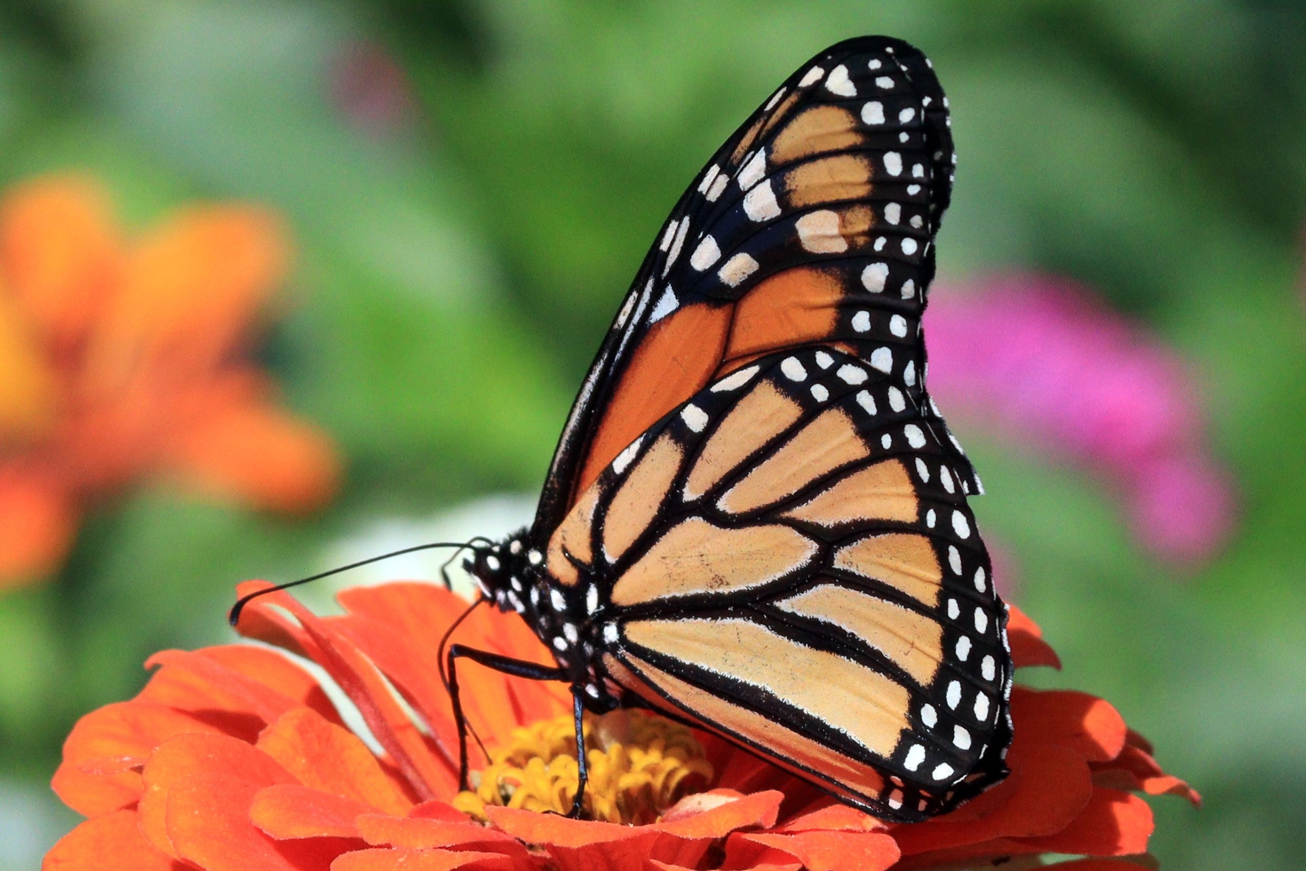 Transform Your Garden Into A Pollinator Paradise: Natural Ways To Attract Bees, Butterflies, And More