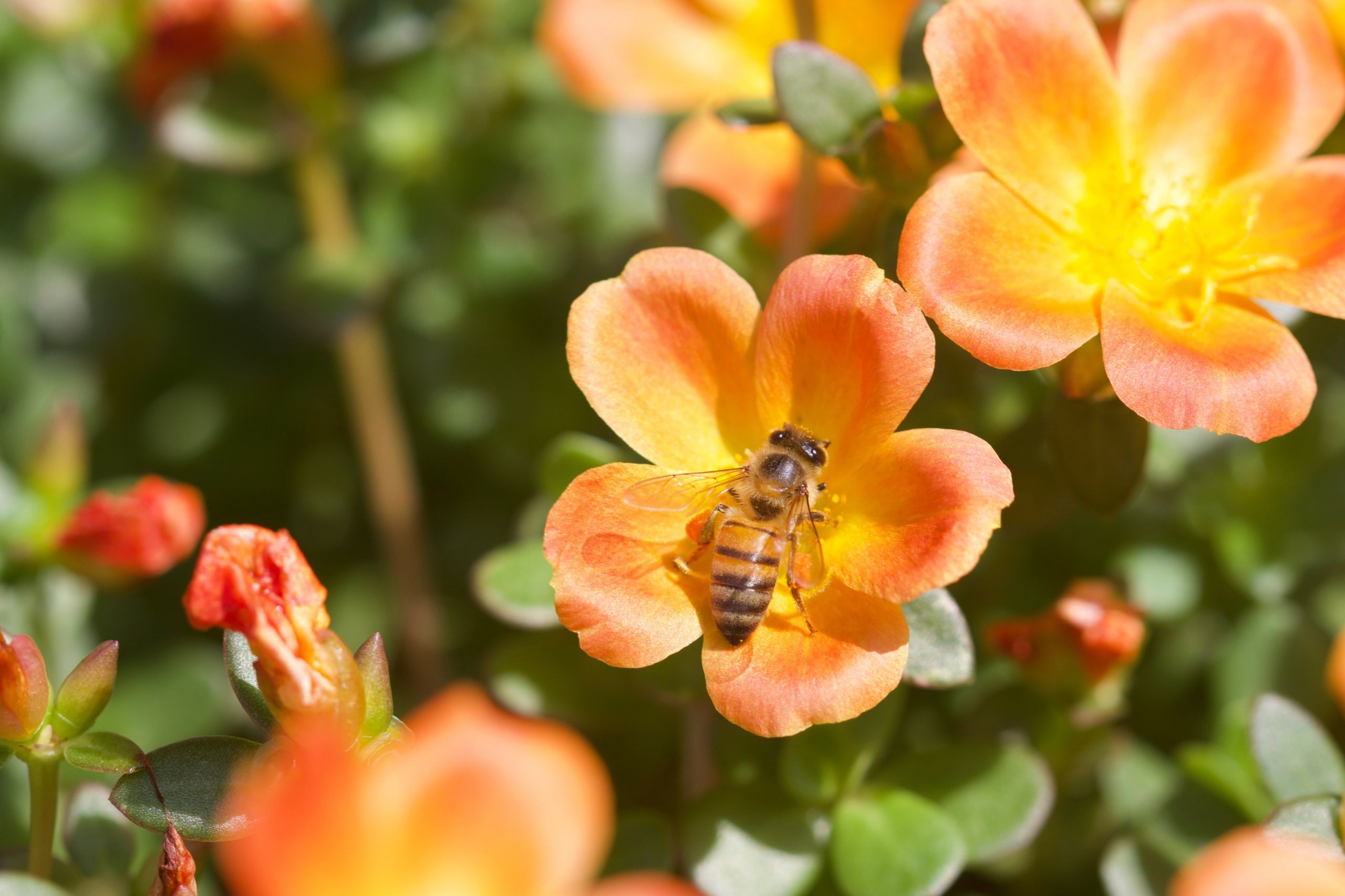 The Role of Pollinators in Your Garden