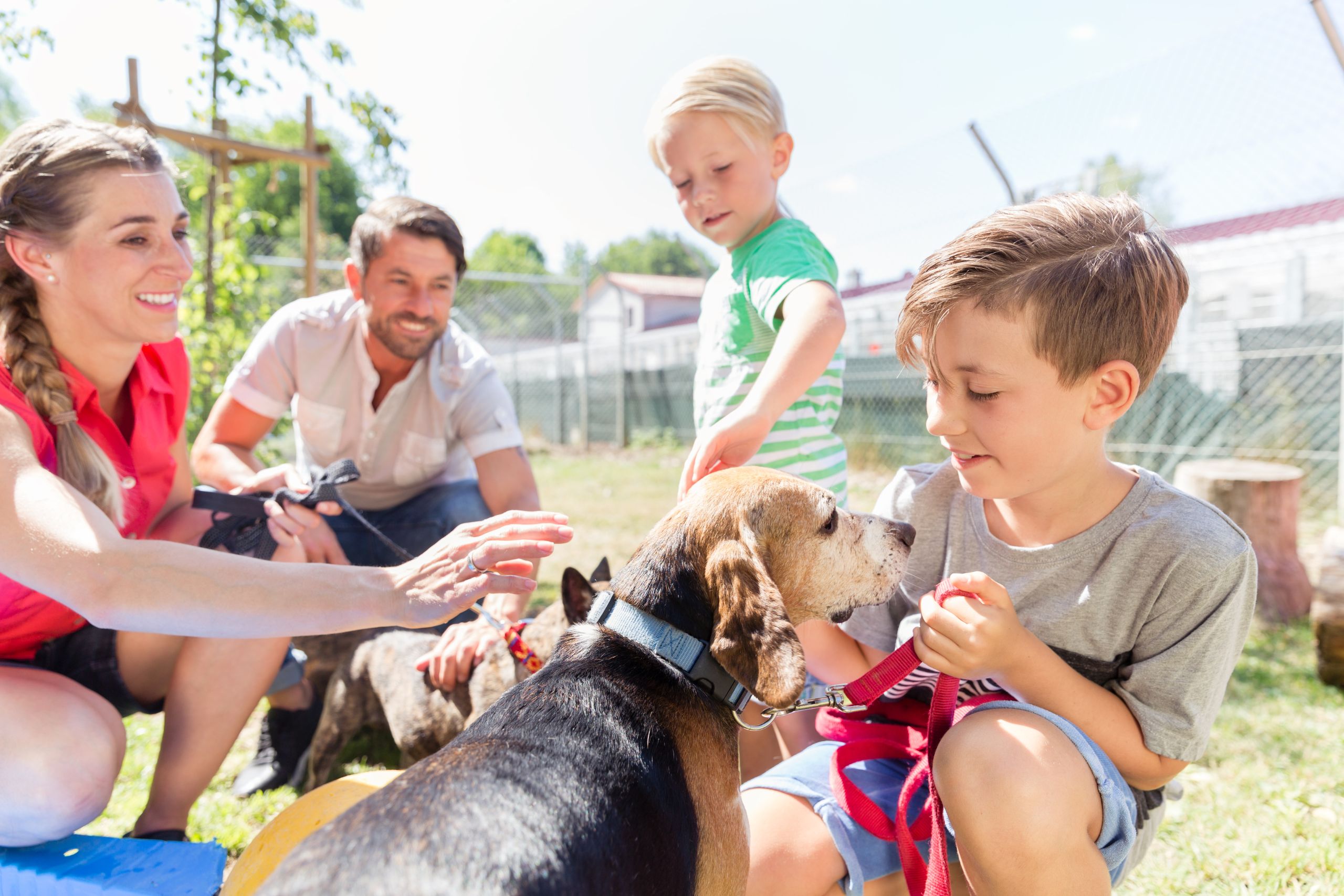 Understanding the Unique Advantages of Older Pets