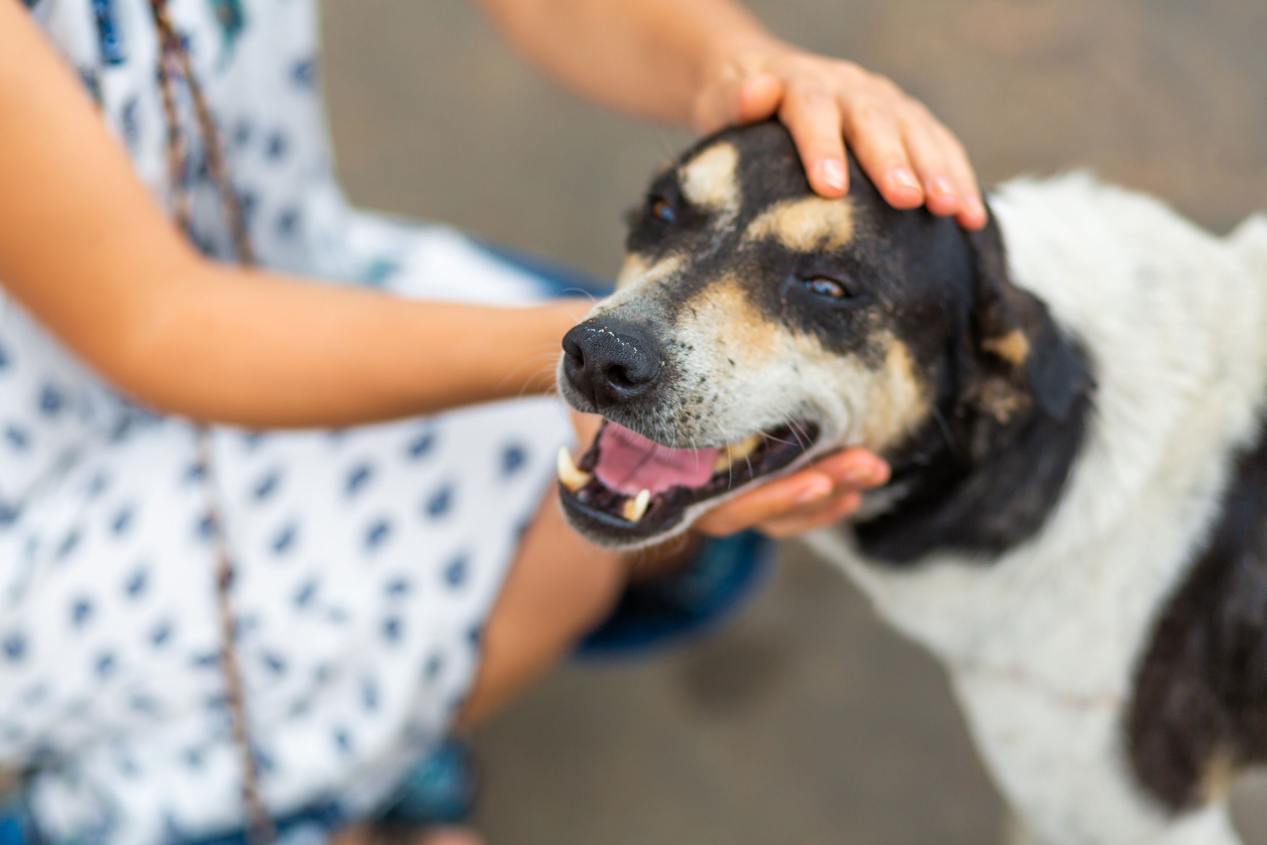 The Emotional Rewards of Adopting Older Pets